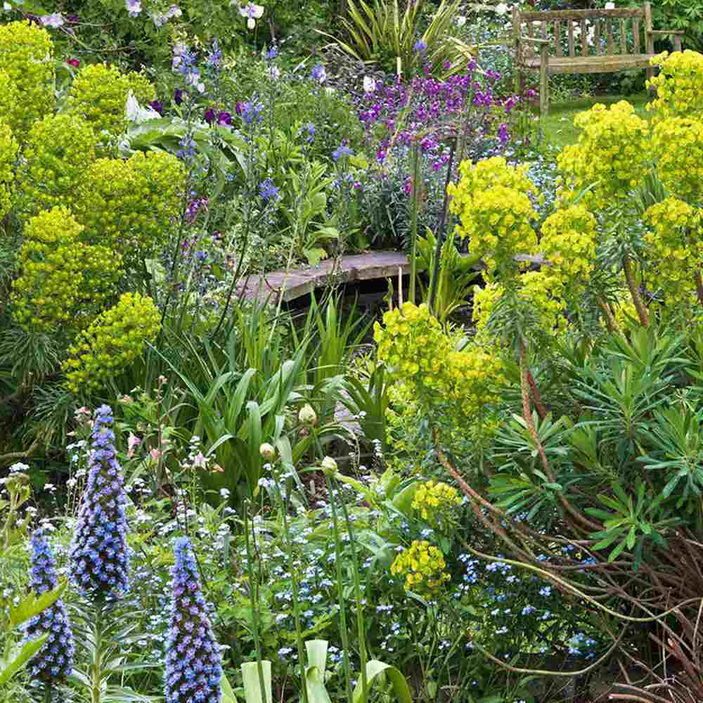 Euphorbia characias wulfenii, planta decorativa vesnic verde galben-albastrui, rezistenta seceta