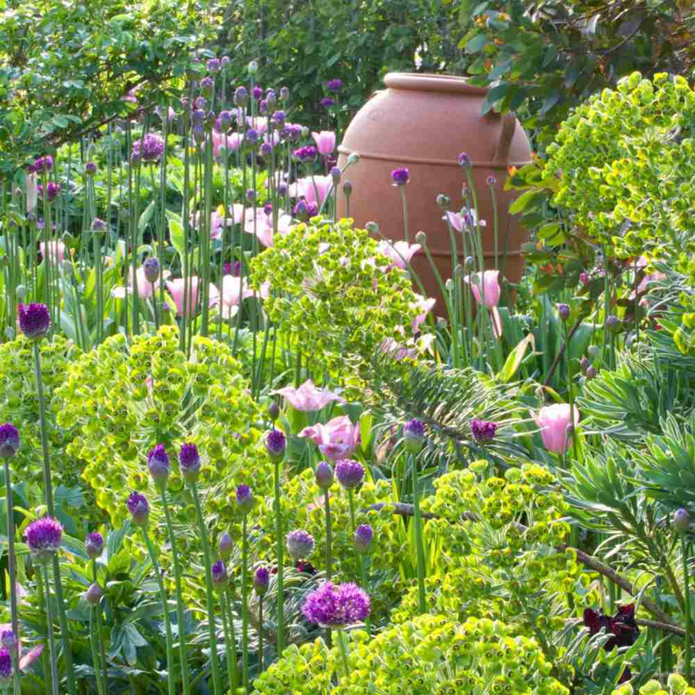 Euphorbia characias wulfenii, planta decorativa vesnic verde galben-albastrui, rezistenta seceta