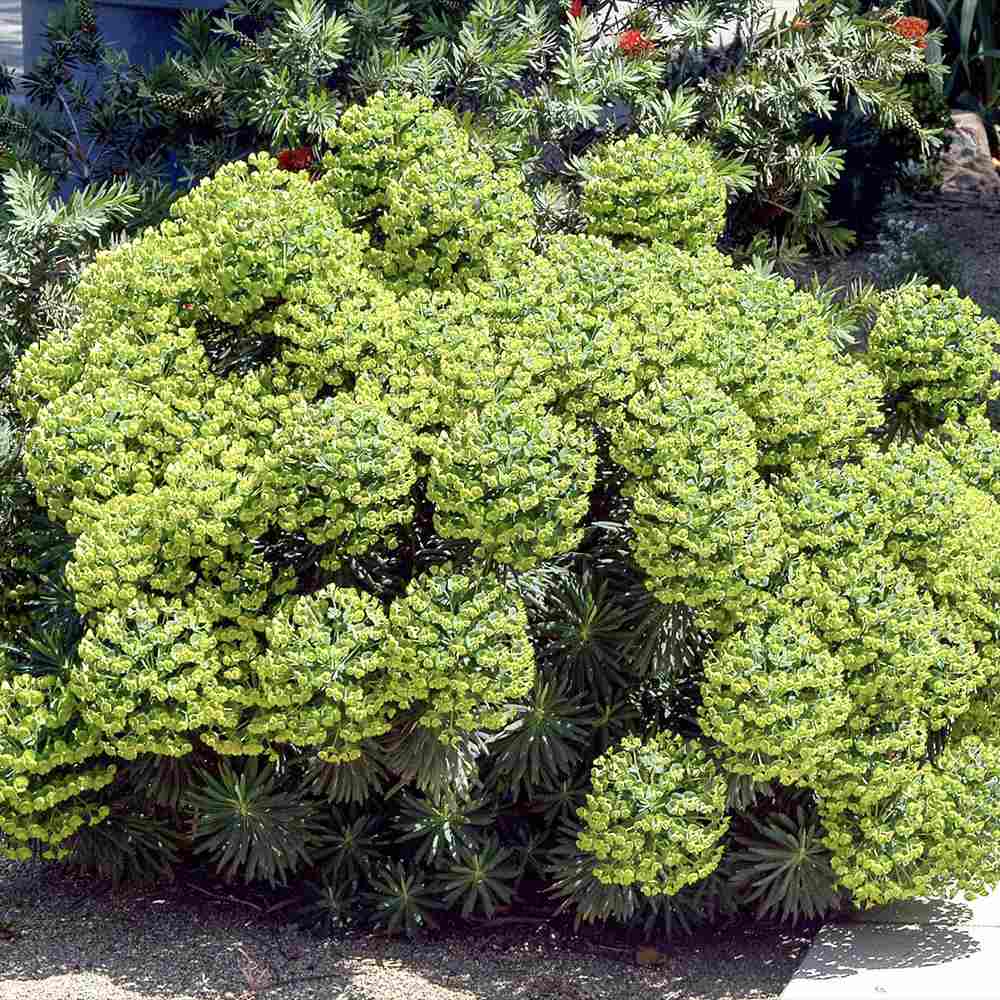 Euphorbia characias wulfenii, planta decorativa vesnic verde galben-albastrui, rezistenta seceta