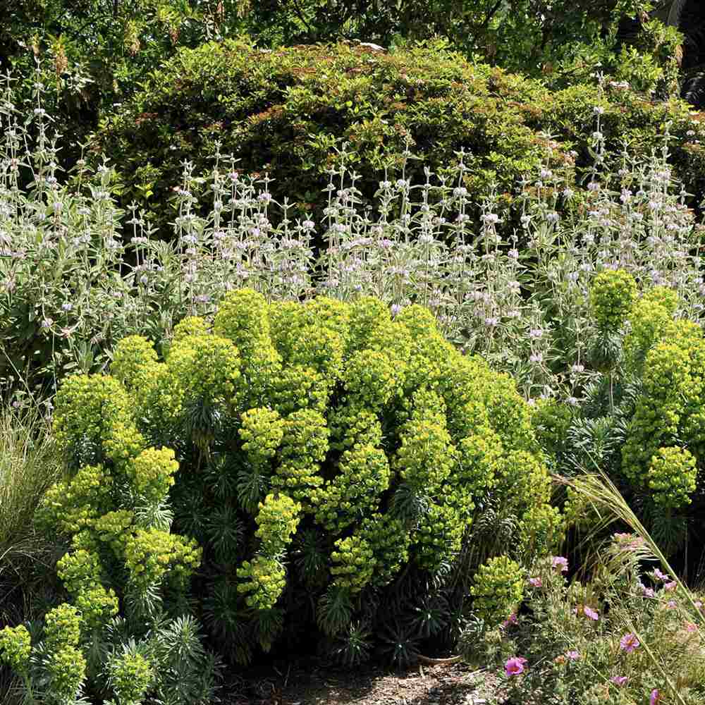 Euphorbia characias wulfenii, planta decorativa vesnic verde galben-albastrui, rezistenta seceta