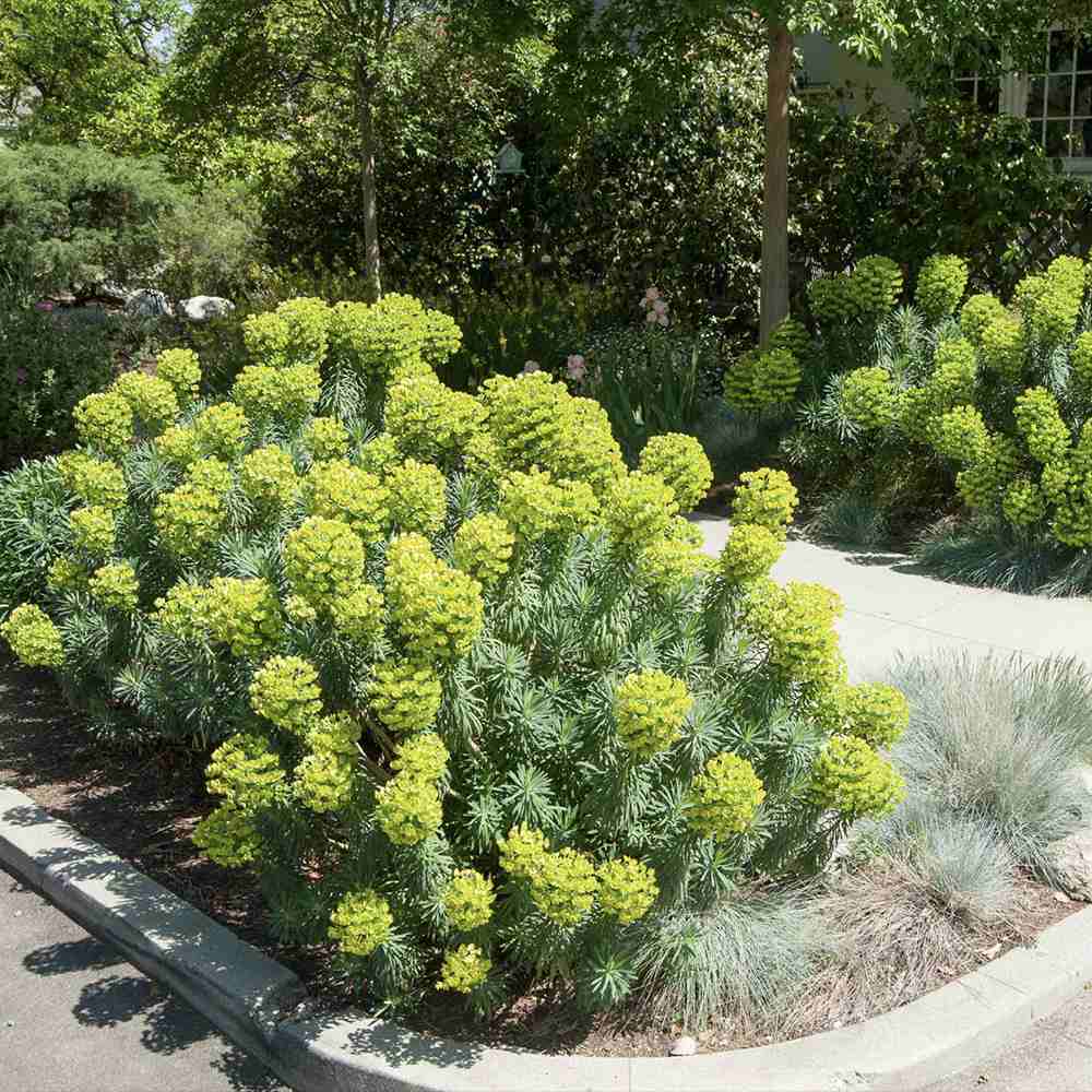 Euphorbia characias wulfenii, planta decorativa vesnic verde galben-albastrui, rezistenta seceta