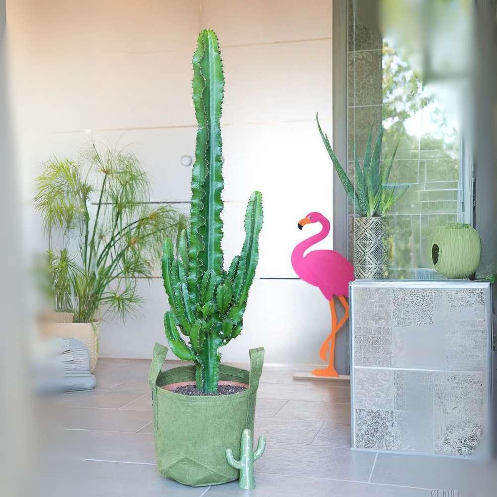 Cactusul Candelabru African Ingens, planta decorativa de interior mare, usor de ingrijit - 60 cm