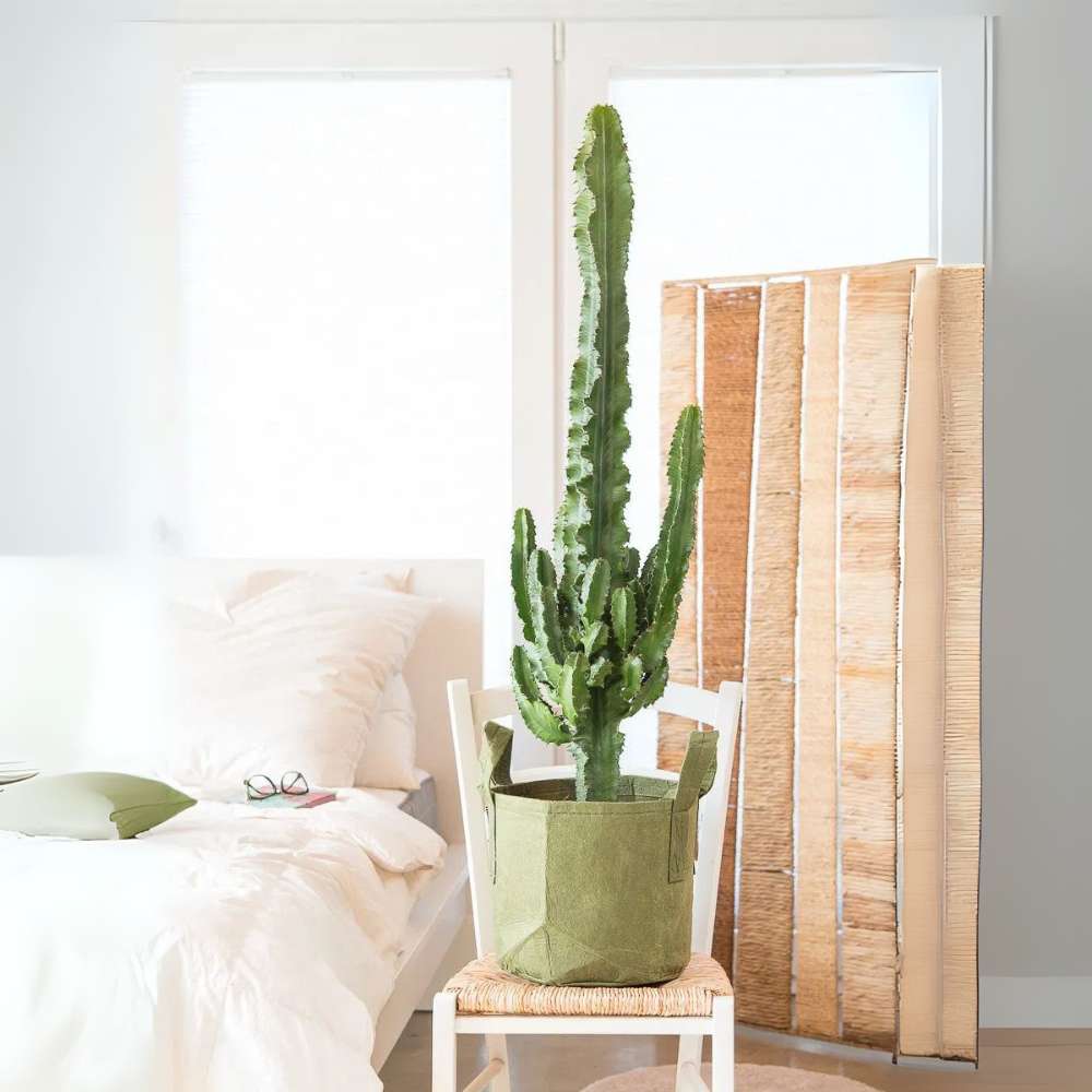 Cactusul Candelabru African Ingens, planta decorativa de interior mare, usor de ingrijit - 60 cm