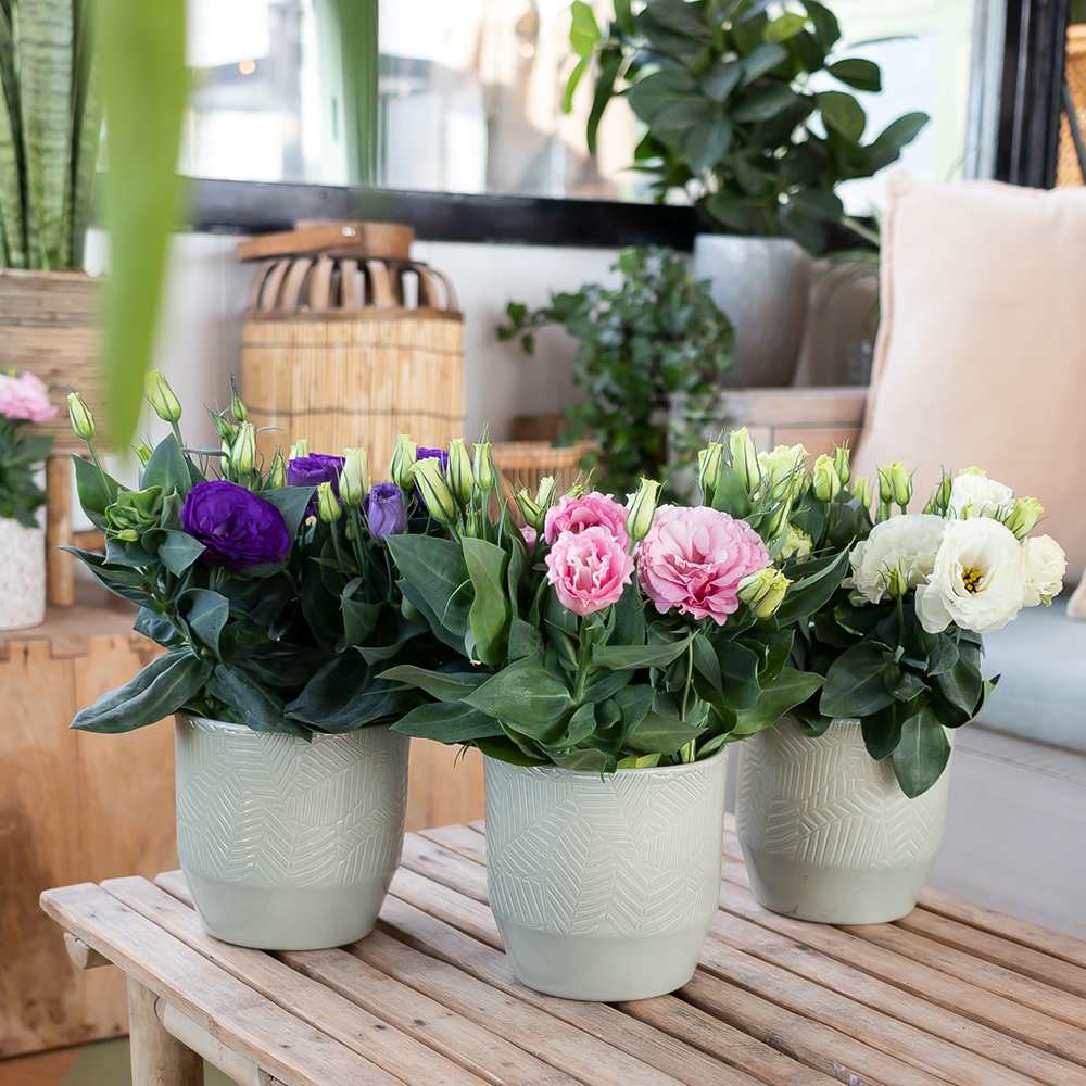 Lisianthus (Eustoma) Julietta Pink, flori roz elegante, inflorire vara, planta decorativa de gradina