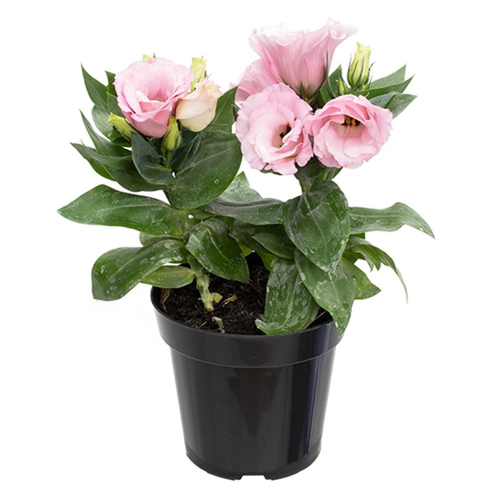 Lisianthus (Eustoma) Julietta Pink, flori roz elegante, inflorire vara, planta decorativa de gradina