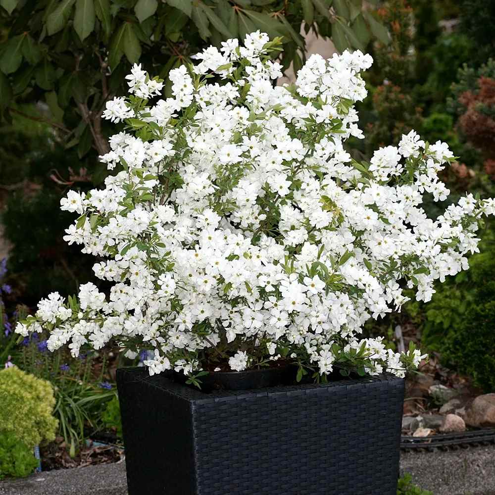 Arbustul Miresei Niagara (Exochorda Racemosa), arbust decorativ cu flori albe primavara, rapid, rezistent frig