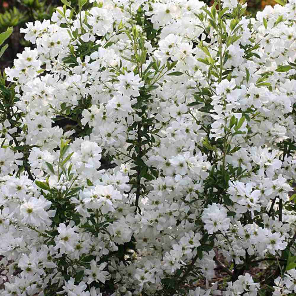 Arbustul Miresei Niagara (Exochorda Racemosa), arbust decorativ cu flori albe primavara, rapid, rezistent frig