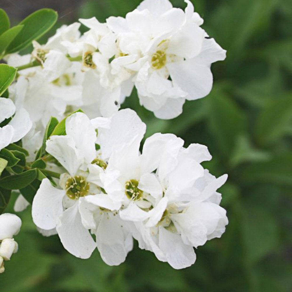 Arbustul Miresei Niagara (Exochorda Racemosa), arbust decorativ cu flori albe primavara, rapid, rezistent frig
