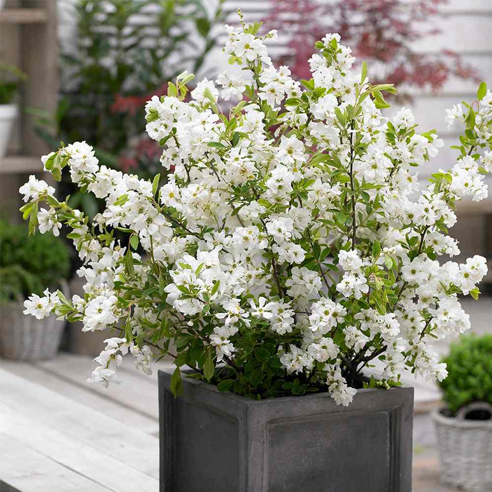 Arbustul Miresei Niagara (Exochorda Racemosa), arbust decorativ cu flori albe primavara, rapid, rezistent frig