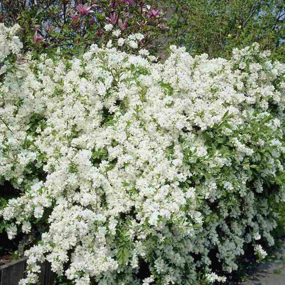 Arbustul Miresei Niagara (Exochorda Racemosa), arbust decorativ cu flori albe primavara, rapid, rezistent frig
