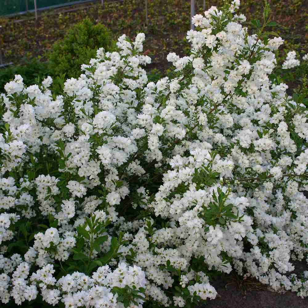 Arbustul Miresei Niagara (Exochorda Racemosa), arbust decorativ cu flori albe primavara, rapid, rezistent frig