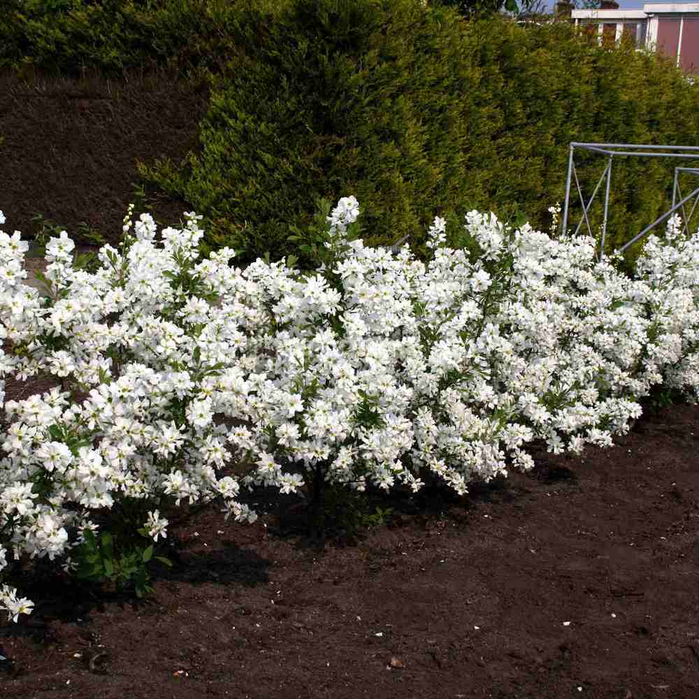 Arbustul Miresei Niagara (Exochorda Racemosa), arbust decorativ cu flori albe primavara, rapid, rezistent frig