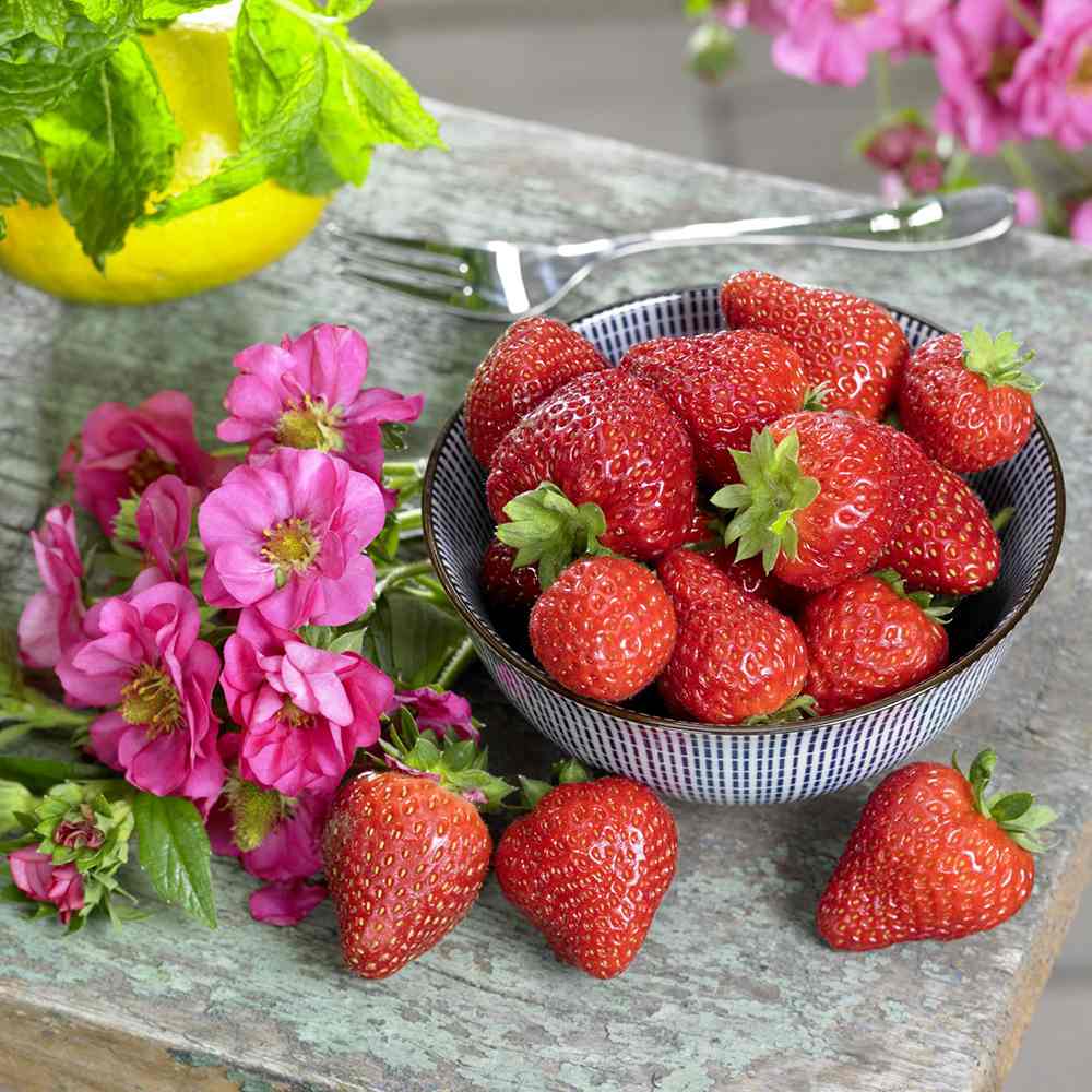 Capsuni curgatori Summer Breeze Cherry Blossom (Fragaria Ananassa), cu flori roz si fructe dulci pentru balcon, an 1 pe rod