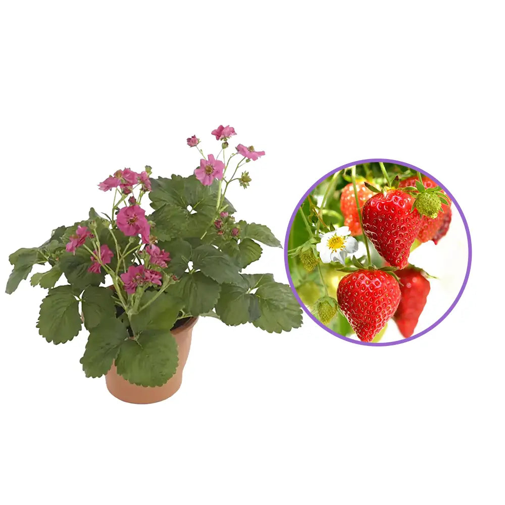 Capsuni curgatori Summer Breeze Cherry Blossom (Fragaria Ananassa), cu flori roz si fructe dulci pentru balcon, an 1 pe rod