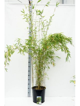 Bambus de gradina Schensbossen (Fargesia Schensbossen), neinvaziv, rezistent la frig, gard viu vesnic verde, ideal pentru gradini si ghivece