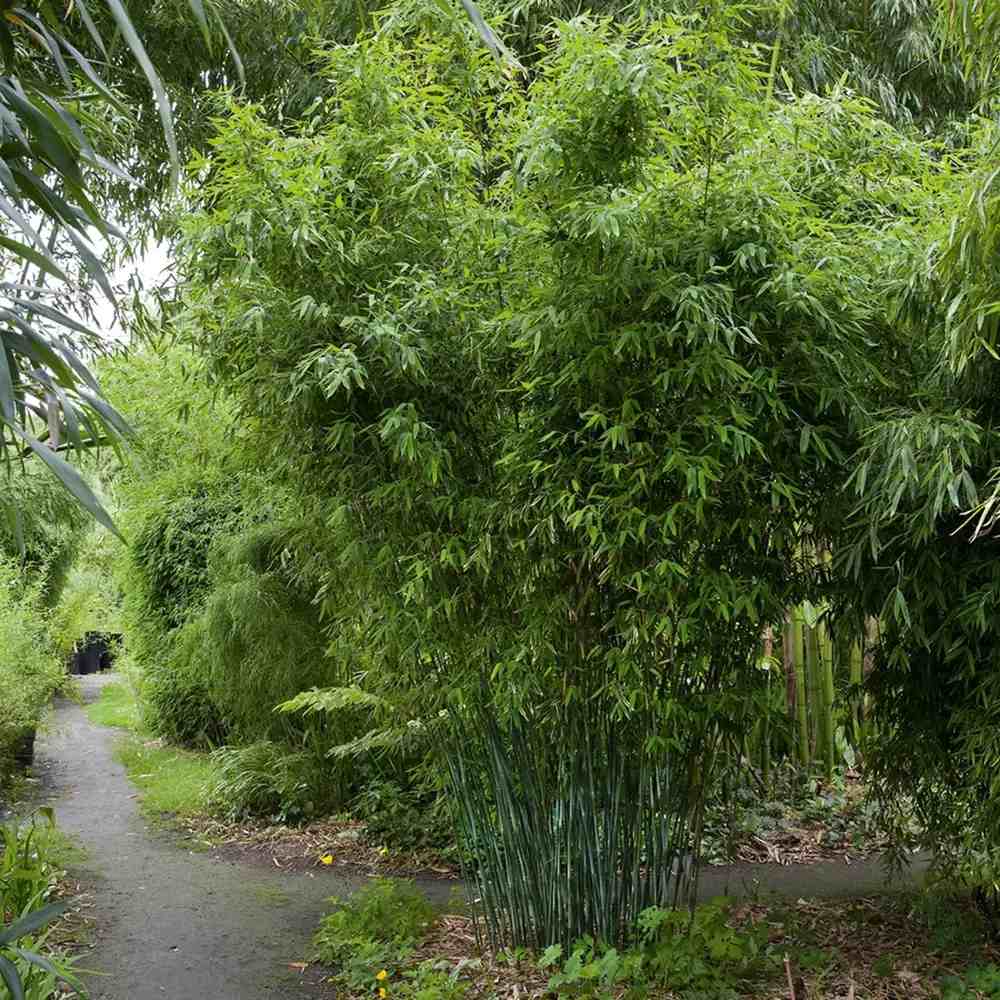 Bambus de gradina Schensbossen (Fargesia Schensbossen), neinvaziv, rezistent la frig, gard viu vesnic verde, ideal pentru gradini si ghivece