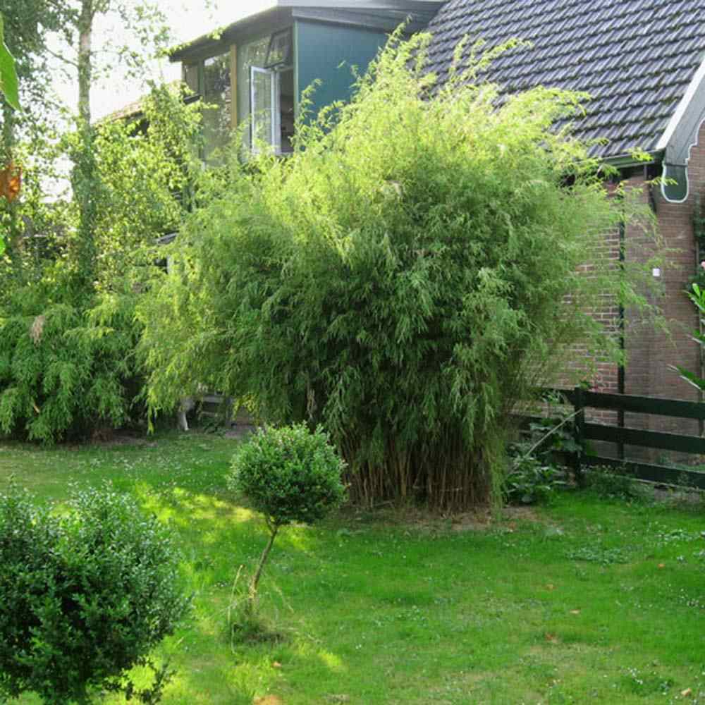 Bambus de gradina Schensbossen (Fargesia Schensbossen), neinvaziv, rezistent la frig, gard viu vesnic verde, ideal pentru gradini si ghivece