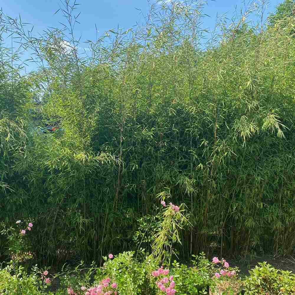 Bambus Columnar (Fargesia) Obelisk, neinvaziv, vesnic verde, gard viu, crestere columnara si rapida, simbol de protectie si integritate