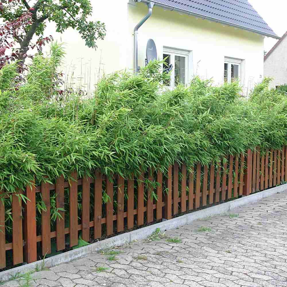 Bambus Columnar (Fargesia) Obelisk, neinvaziv, vesnic verde, gard viu, crestere columnara si rapida, simbol de protectie si integritate