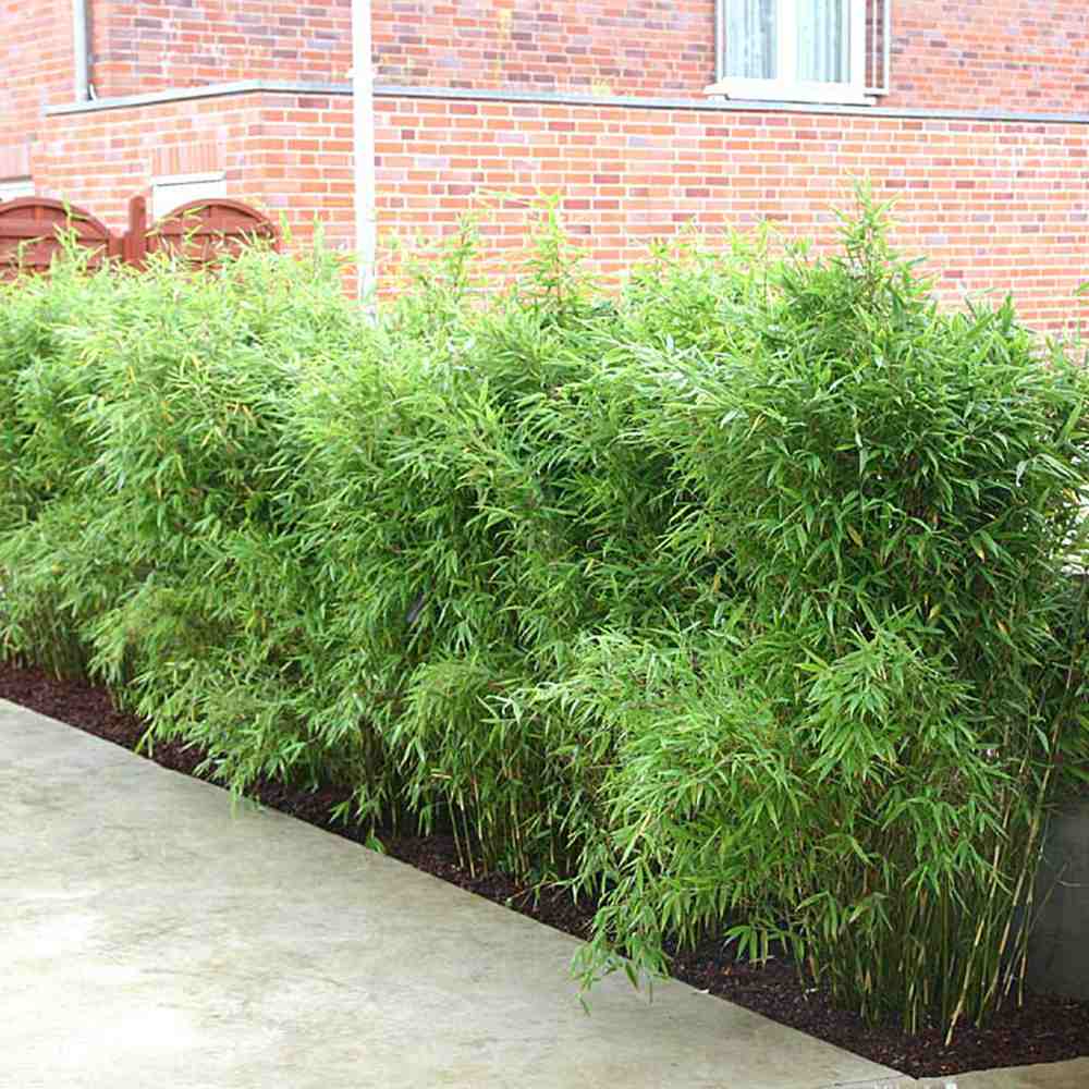 Bambus Columnar (Fargesia) Obelisk, neinvaziv, vesnic verde, gard viu, crestere columnara si rapida, simbol de protectie si integritate