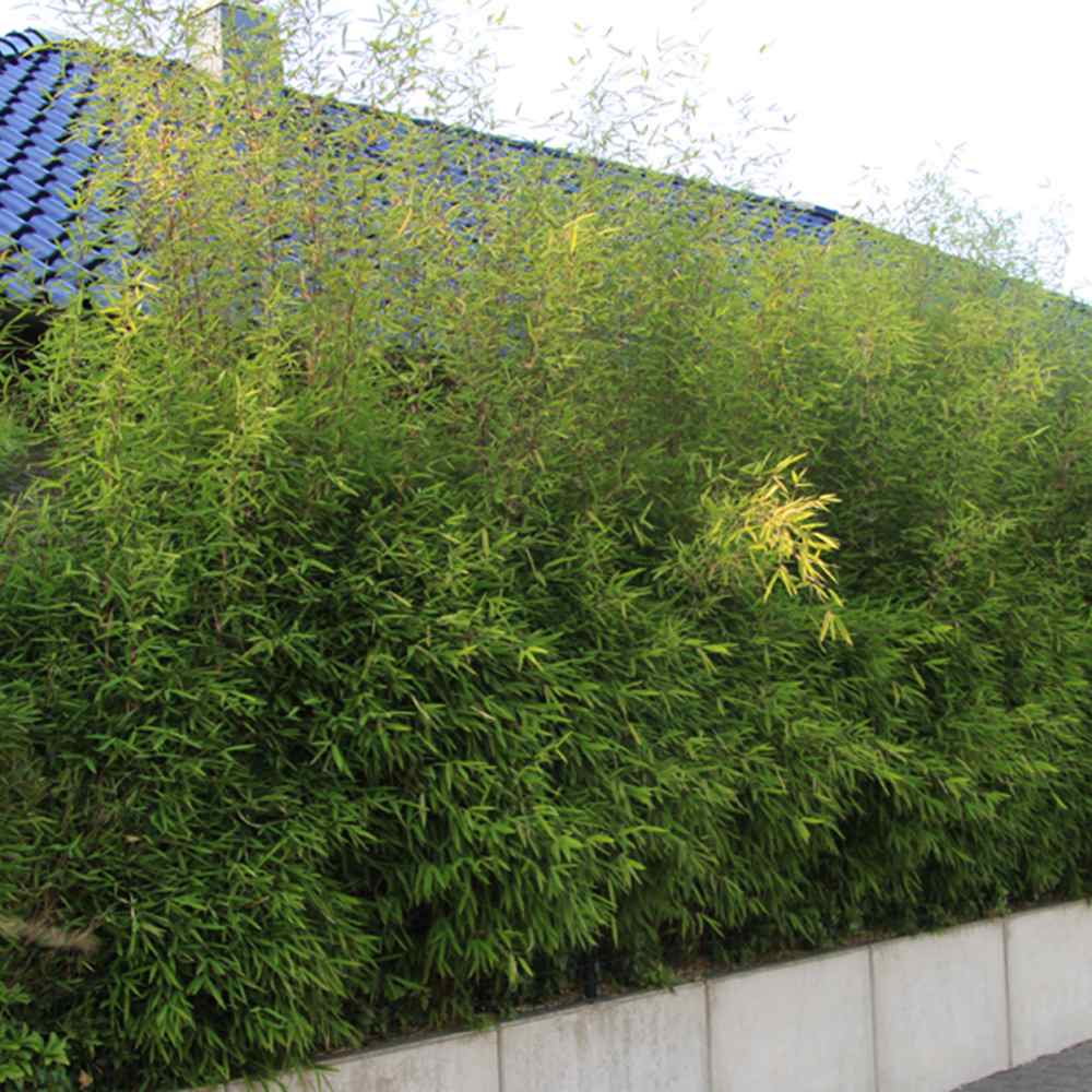 Bambus de gradina Rufa (Fargesia Rufa), neinvaziv, rezistent la frig, gard viu dens, ideal pentru gradini si ghivece