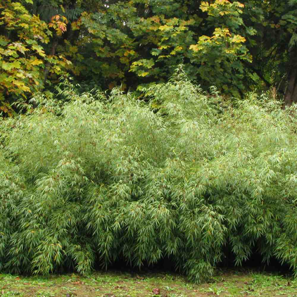 Bambus de gradina Rufa (Fargesia Rufa), neinvaziv, rezistent la frig, gard viu dens, ideal pentru gradini si ghivece