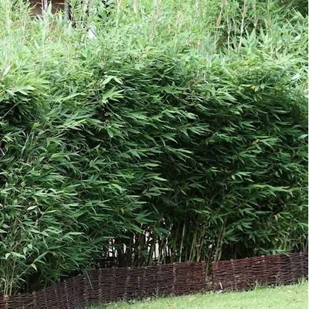 Bambus de Gradina Albastru Blue Lizard (Fargesia), decor, gard viu, neinvaziv, rezistent iarna, soi exclusiv foarte rar