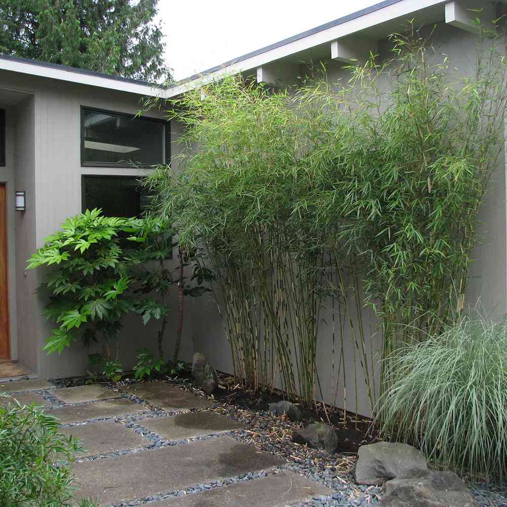Bambus de gradina Zebra Campbell (Fargesia Robusta Campbell), neinvaziv, rezistent la frig, gard viu dens, simbol de protectie si integritate