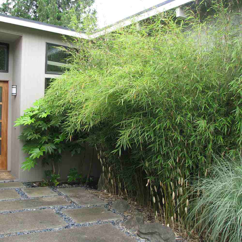 Bambus de gradina Zebra Campbell (Fargesia Robusta Campbell), neinvaziv, rezistent la frig, gard viu dens, simbol de protectie si integritate