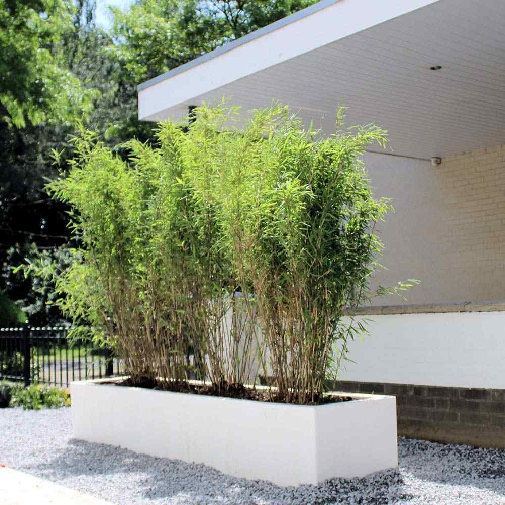Bambus de gradina Rufa (Fargesia Rufa), neinvaziv, rezistent la frig, gard viu dens, ideal pentru gradini si ghivece
