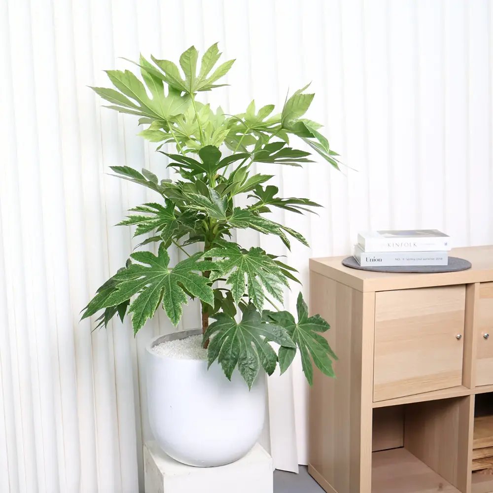 Aralia Japoneza (Fatsia Japonica), planta de apartament - 80 cm