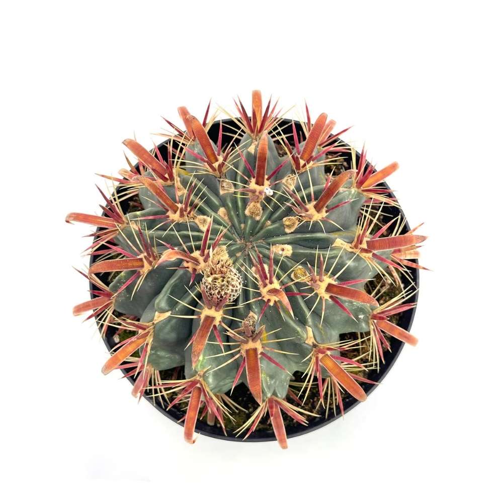 Cactusul Limbii Diabolului (Ferocactus Latispinus), cactus exotic cu spini decorativi, ingrijire usoara