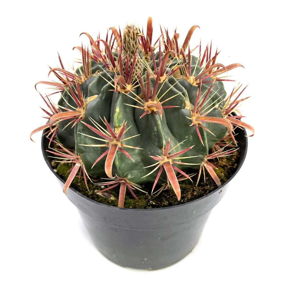 Cactusul Limbii Diabolului (Ferocactus Latispinus), cactus exotic cu spini decorativi, ingrijire usoara