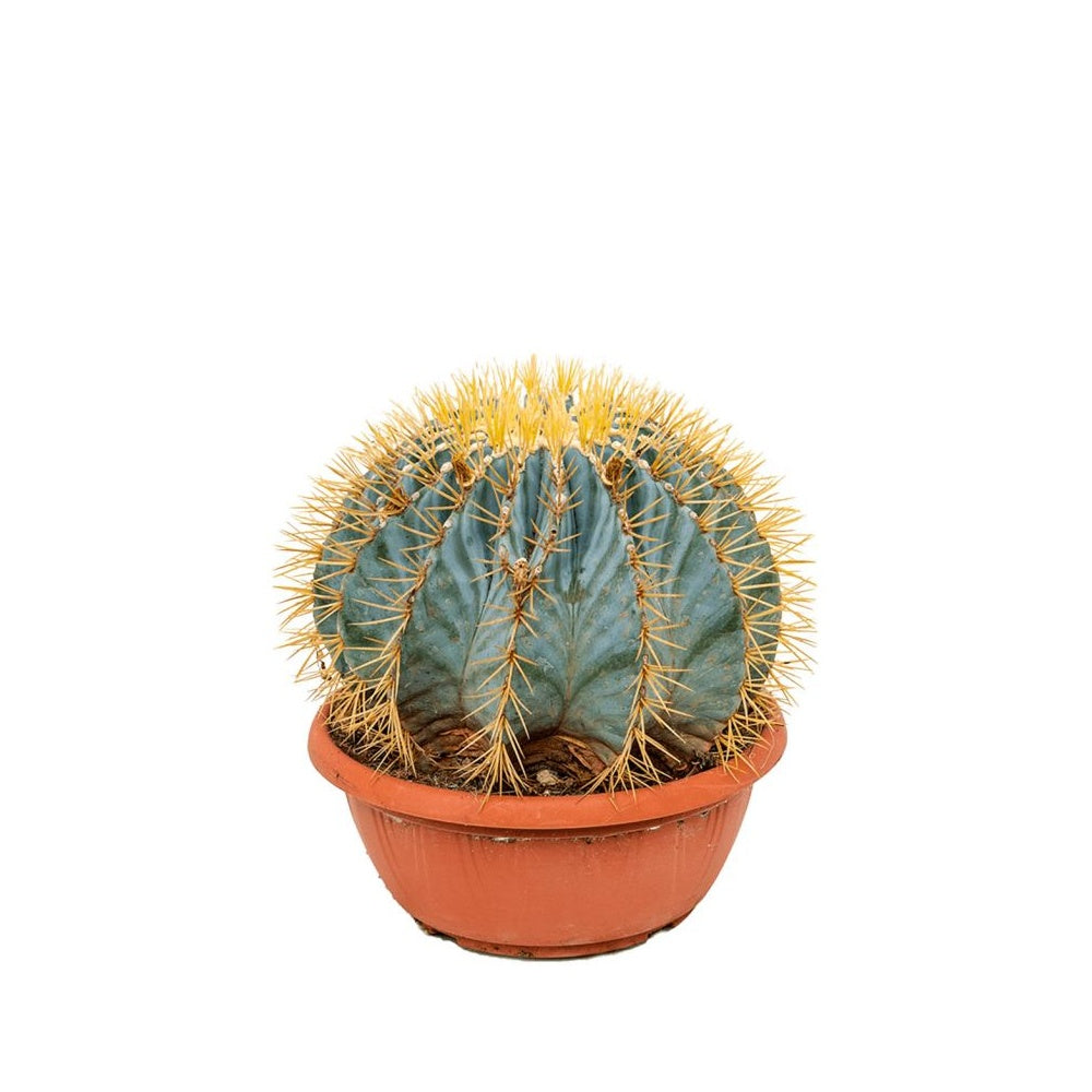 Cactus Sferic Ferocactus Glaucescens, 15-20 cm, spectaculos, cu spini impresionanti si nuante albastrui