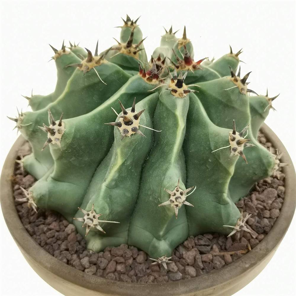 Cactus Sferic Ferocactus horridus, 20-35 cm, spectaculos, cu spini impresionanti si aspect sculptural