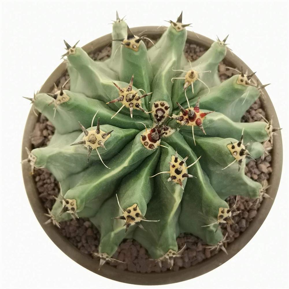 Cactus Sferic Ferocactus horridus, 20-35 cm, spectaculos, cu spini impresionanti si aspect sculptural