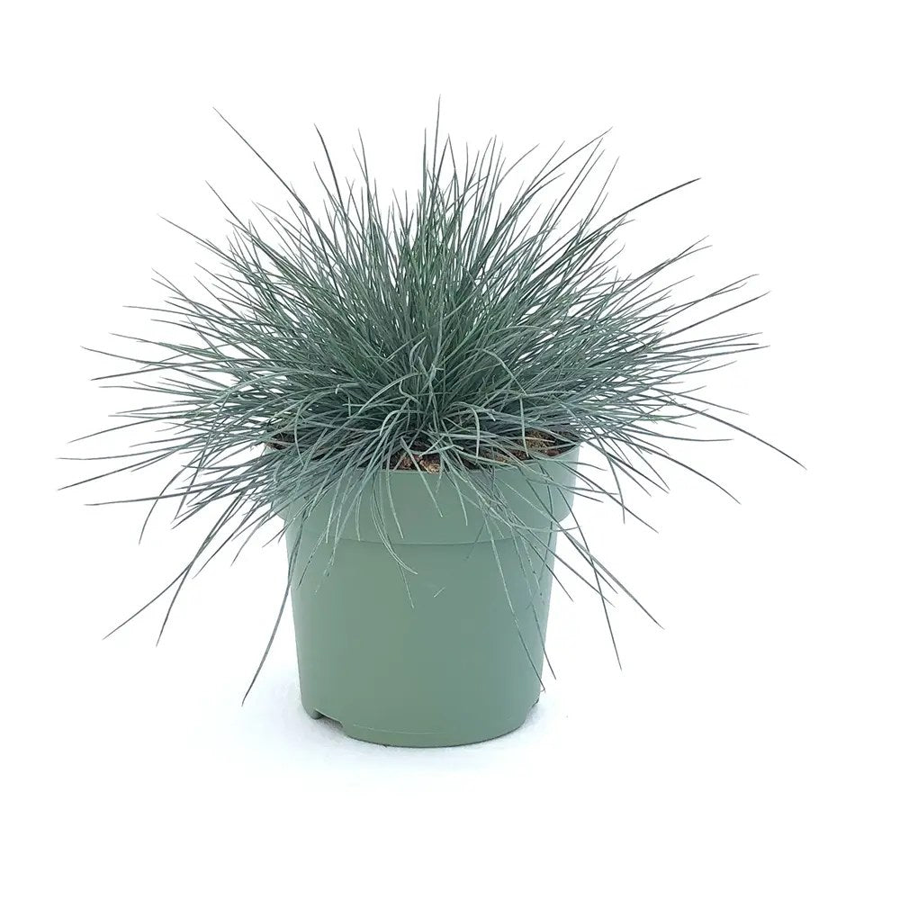 Festuca Glauca (Iarba Albastra) Elijah Blue, iarba decorativa perena cu frunzis albastru-argintiu, rezistenta la seceta si frig