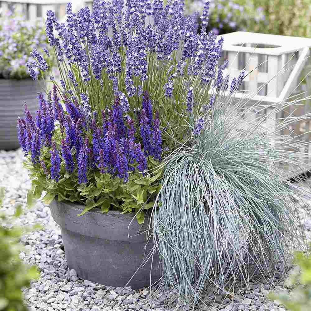 Festuca Glauca (Iarba Albastra) Intens Blue, iarba decorativa albastru intens, compacta, ideala pentru borduri si gradini rock, rezistenta la seceta