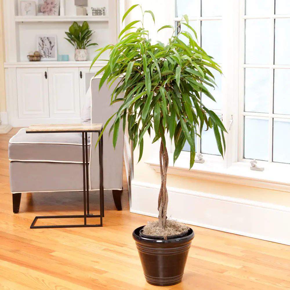 Ficus Amstel King Tip Copac cu Tulpina Impletita, toleranta mai mare la lumina scazuta, cu frunze lungi verzi lucioase, crestere controlata - 150 cm