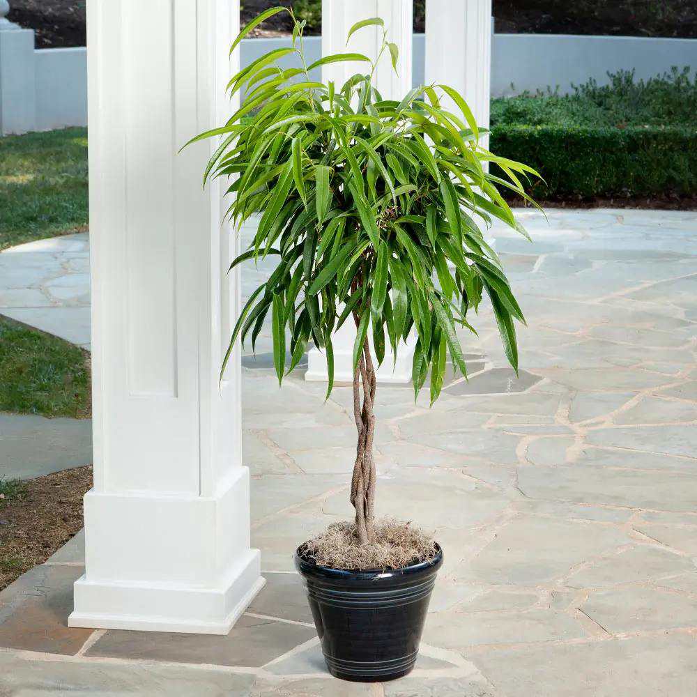 Ficus Amstel King Tip Copac cu Tulpina Impletita, toleranta mai mare la lumina scazuta, cu frunze lungi verzi lucioase, crestere controlata - 150 cm