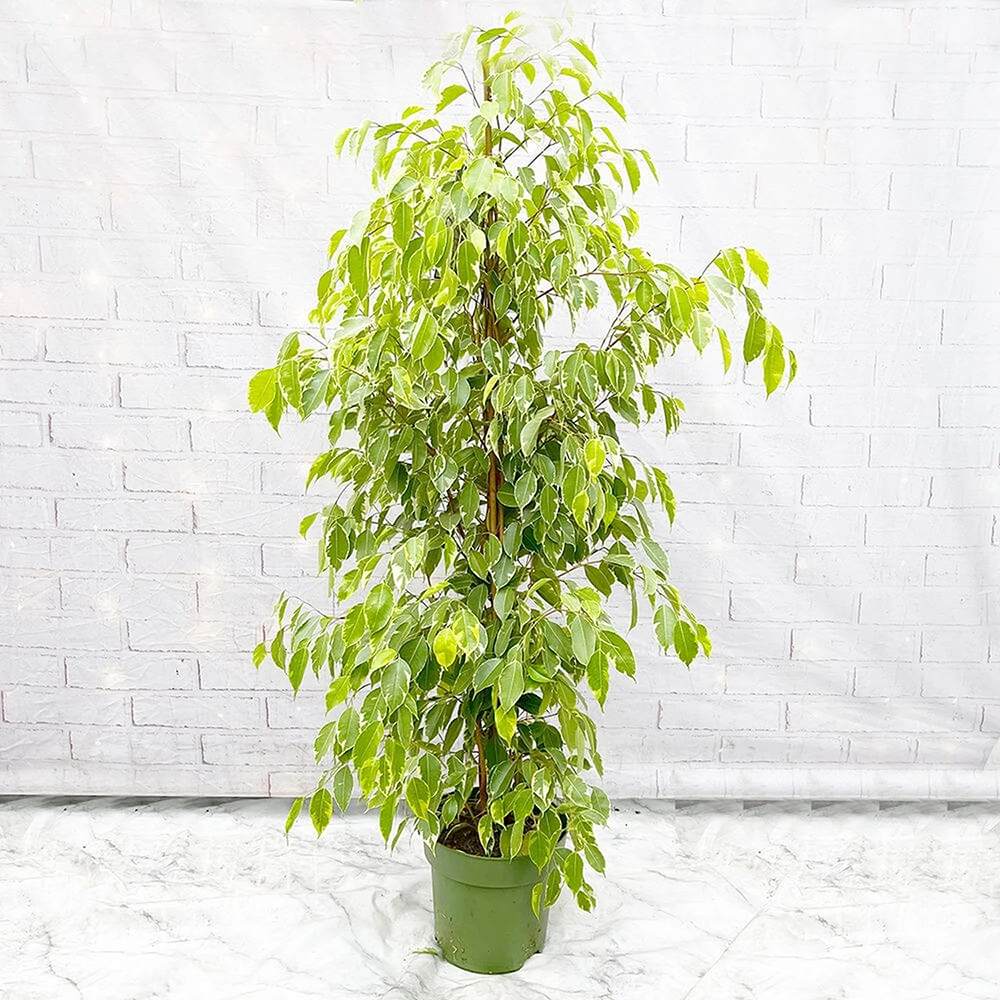 Ficus Benjamina Golden King, planta de interior cu frunze variegate galben-verde, decor elegant si purificator natural de aer - 160 cm
