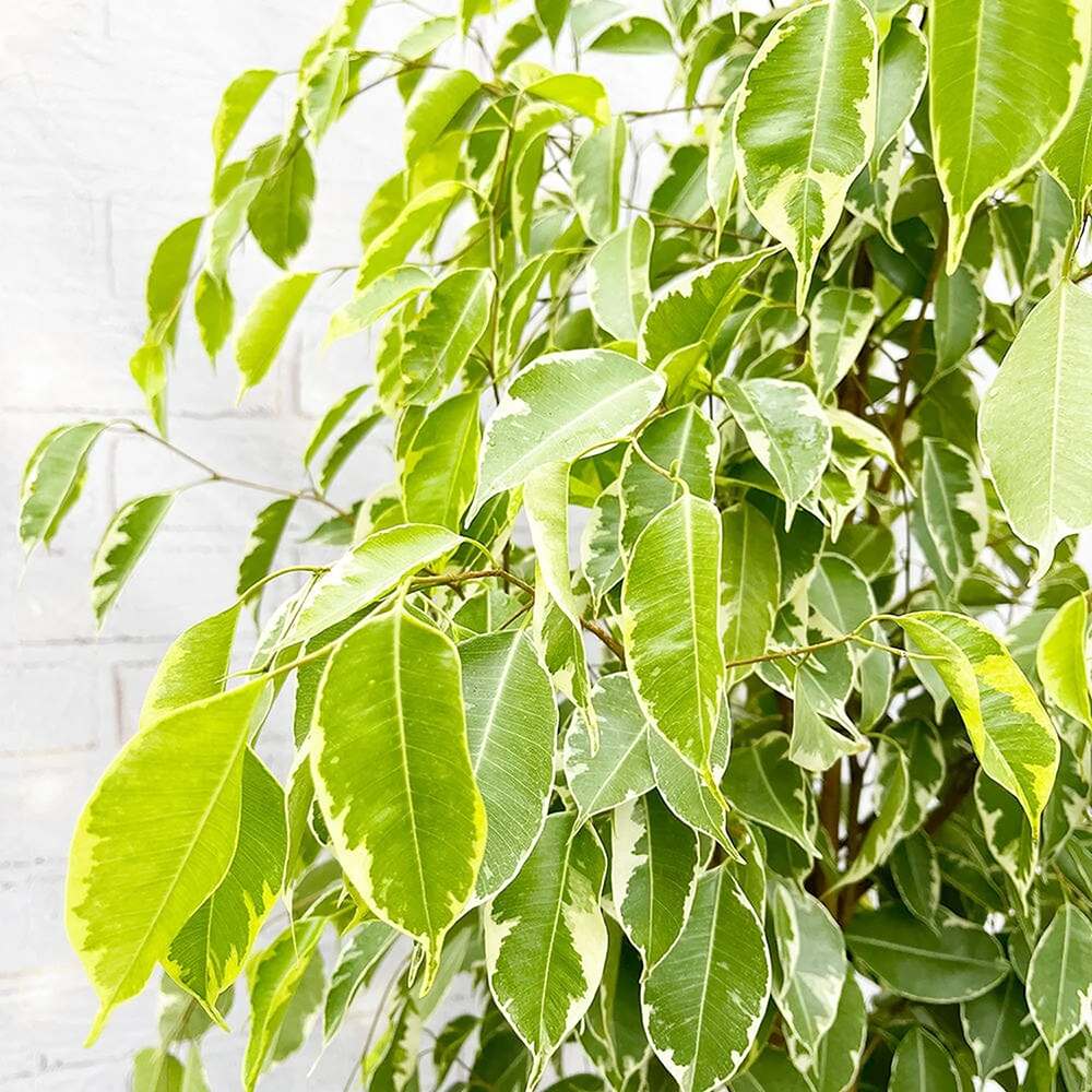 Ficus Benjamina Golden King, planta de interior cu frunze variegate galben-verde, decor elegant si purificator natural de aer - 160 cm