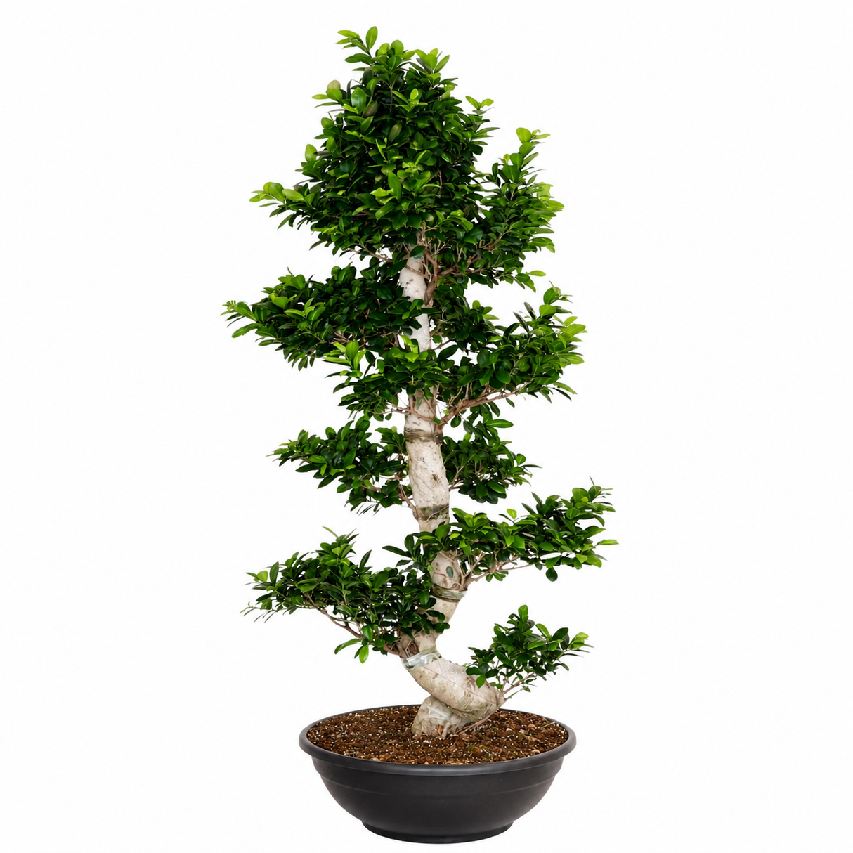 Ficus Bonsai Ginseng Forma Spirala, 180 cm, bonsai decorativ, planta de interior, purificator aer, ghiveci mare
