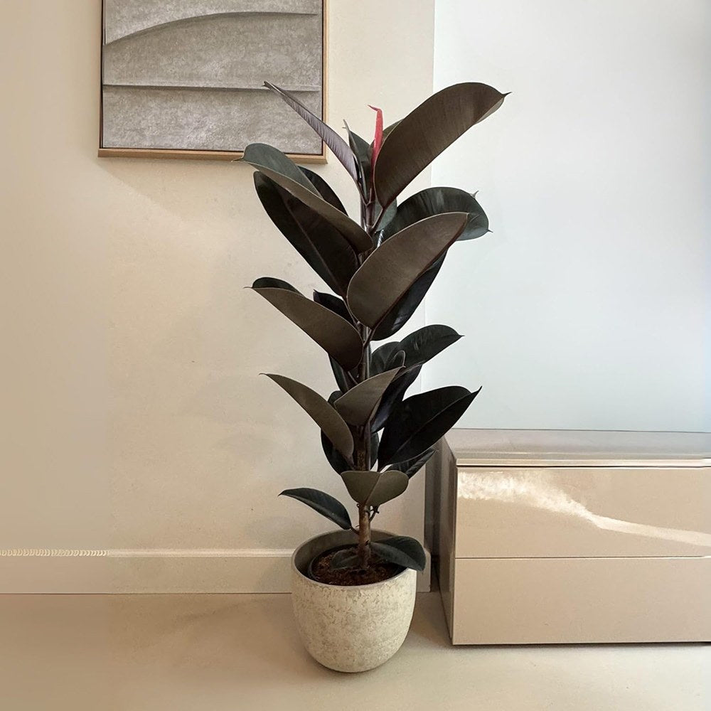 Arbore de Cauciuc (Ficus Robusta), 40 cm, planta de interior cu frunze mari ovale, lucioase, usor de intretinut, purificatoare de aer