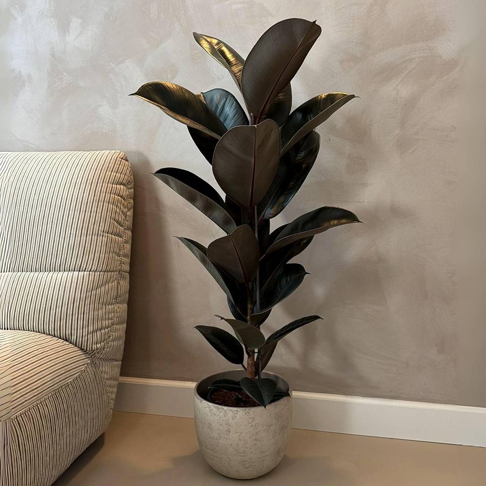Arbore de Cauciuc (Ficus Robusta), 40 cm, planta de interior cu frunze mari ovale, lucioase, usor de intretinut, purificatoare de aer