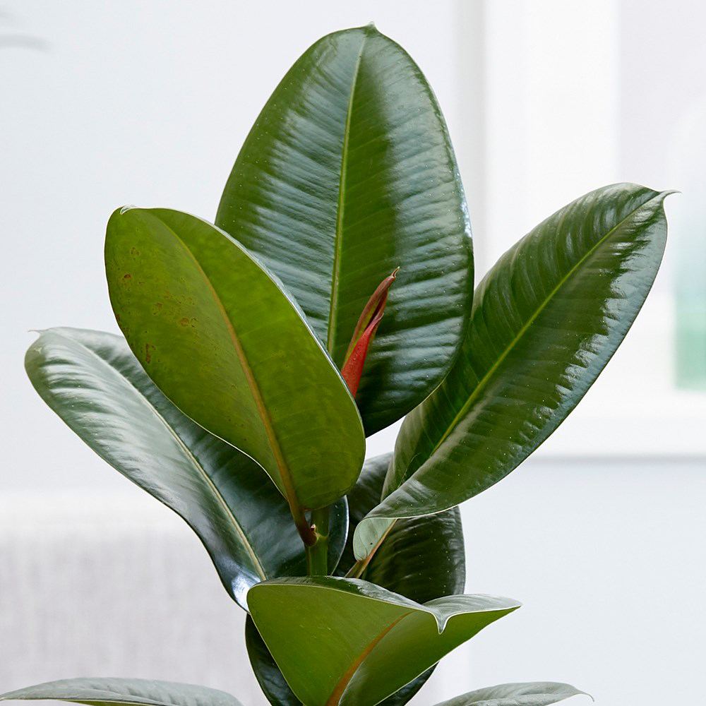 Arbore de Cauciuc (Ficus Robusta), 40 cm, planta de interior cu frunze mari ovale, lucioase, usor de intretinut, purificatoare de aer