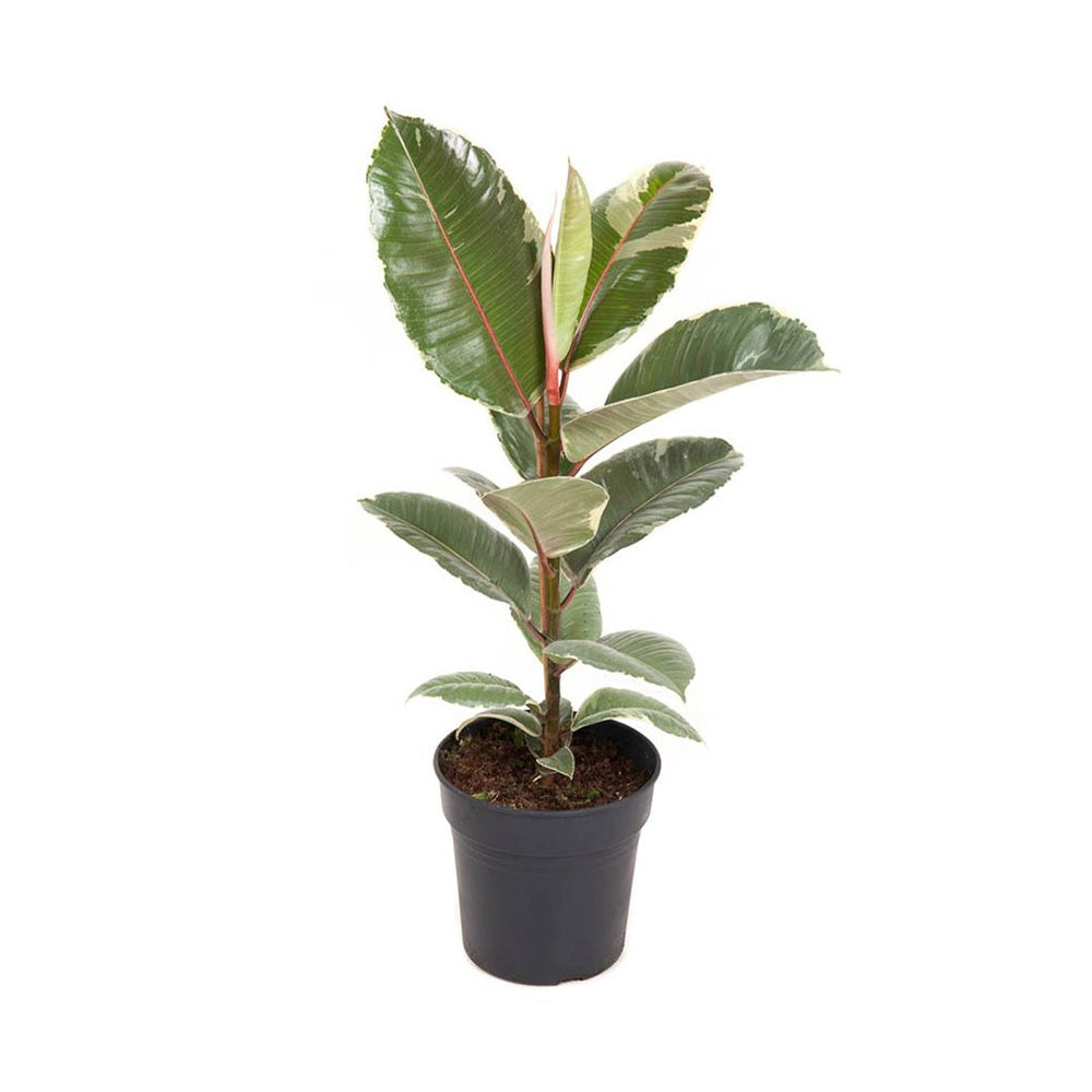 Arbore de Cauciuc, Ficus Elastica Tineke Bicolor, 50-55 cm, planta de apartament cu frunze pestrite verzi crem