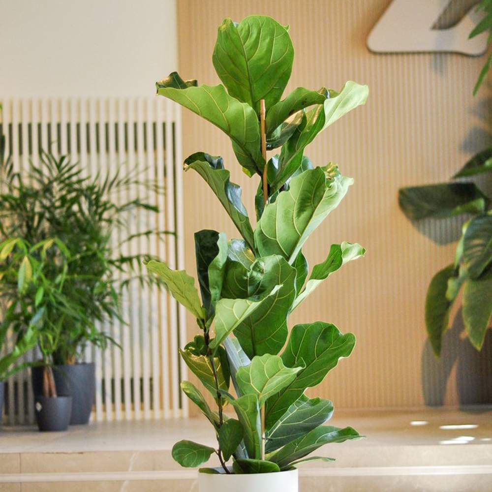 Ficus Lyrata Bambino, 35 cm, planta de apartament decorativa cu frunze de Vioara