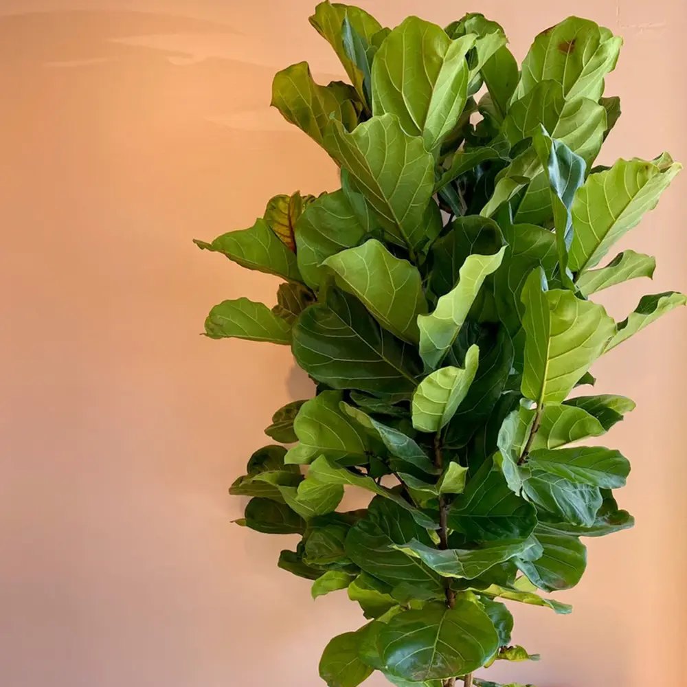 Ficus Lyrata Bambino, 35 cm, planta de apartament decorativa cu frunze de Vioara