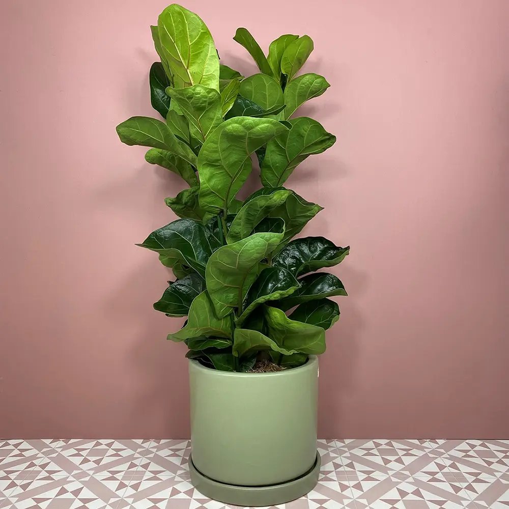Ficus Lyrata Bambino, 35 cm, planta de apartament decorativa cu frunze de Vioara